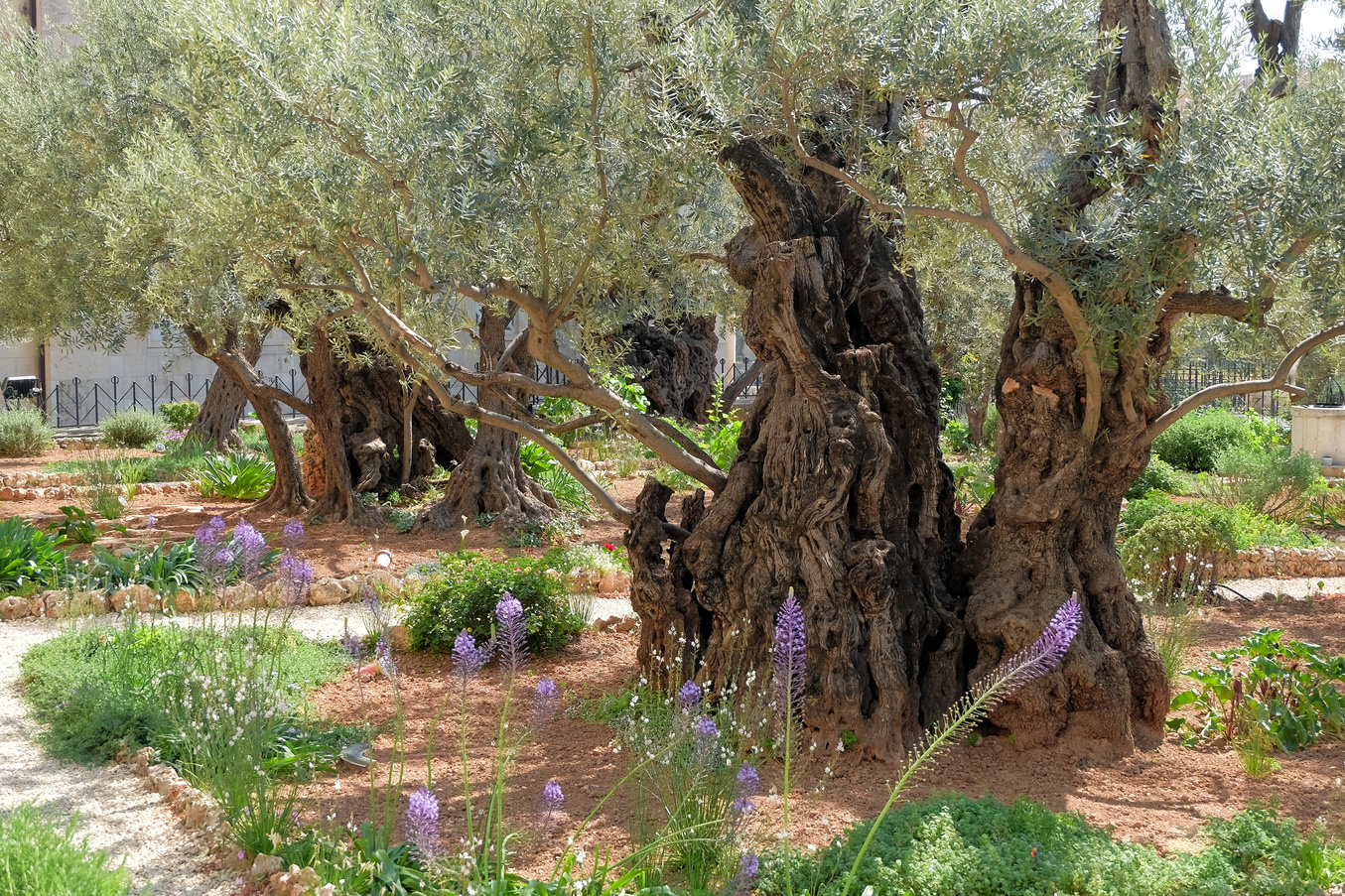 Garden of Gethsemane